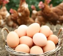 Half Tray Pack (15 White Eggs)