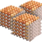 Double Dozen Organic Pack (Eggs) 