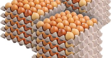 Double Dozen Organic Pack (Eggs) 